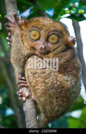 Il Tarsier filippino (Carlito syrichta) su ramo di albero, Loboc, Bohol, Visayas, Filippine Foto Stock