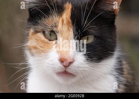 gatto bianco di zenzero nero, ritratto di un gatto Foto Stock