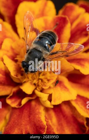 Tapered Drone Fly (Eristalis pertinax) su Marigold francese (Tagetes patula) Foto Stock