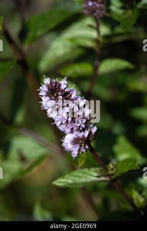 Menta al cioccolato (Mentha × piperita F. citrata) Foto Stock