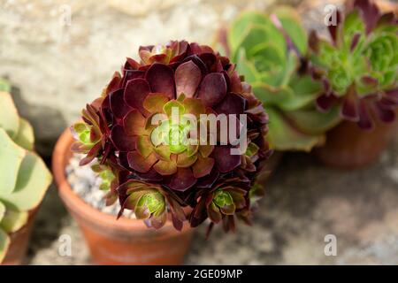 Una pianta succulente di eonio rosso e verde in una pentola di pianta di argilla. Foto Stock