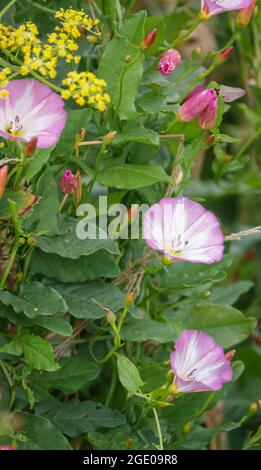 Bella rosa e fiori bianchi del campo bindweed a.k.a. bebine, bethbine, cornbine, campo convolvulus, convolvulus selvaggio (Convolvulus arvensis) Foto Stock