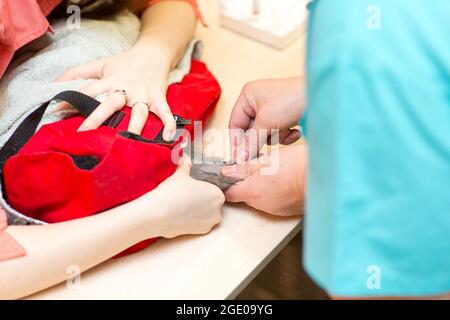 Il veterinario effettua un esame del sangue dal gatto nella clinica veterinaria Foto Stock