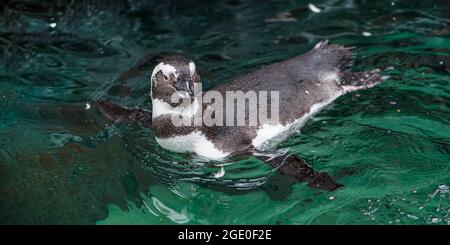 Humboldt Penguin,Spheniscus humboldti,nuota in un corpo d'acqua all'aperto Foto Stock