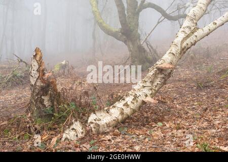 I polipi di betulla (Piptoporus Betulinus) che crescono sul tronco e sul ceppo di un uccello d'argento caduto (Betula Pendula) nel bosco di Misty in Cheshire Foto Stock