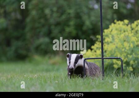 Un Badger europeo (Meles Meles) che foragga sotto un birdfeeder a Dusk in un giardino nella rurale Aberdeenshire Foto Stock