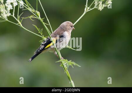 Un Goldfinch Juvenile (Carduelis Carduelis), comunemente noto come Redcap, arroccato sul prezzemolo di Cow (Anthrisco Sylvestris) Foto Stock