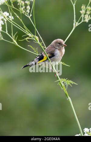 Un giovane Goldfinch (Carduelis Carduelis), chiamato anche Redcap, che perching sul prezzemolo di Cow (Anthrisco Sylvestris) Foto Stock