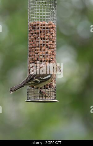 Un Chaffinch femminile (Fringilla Coelebs), conosciuto in Scozia come uno Shelfie, aggrappato ad un alimentatore degli uccelli del giardino Foto Stock