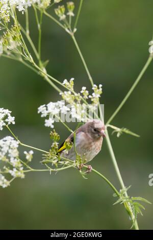 Un Goldfinch Juvenile (Carduelis Carduelis) arroccato sul prezzemolo di Cow (Anthrisco Sylvestris) Foto Stock