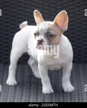 8-Weeks-Vecchia femmina di cucciolo di Frenchie in piedi su una sedia e guardando via. Foto Stock