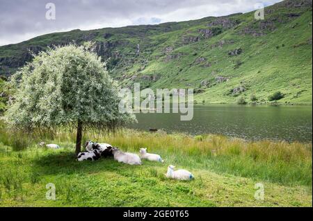 Pecore che riposano all'ombra di un albero accanto ad un lago nella contea di Cork Irlanda Foto Stock