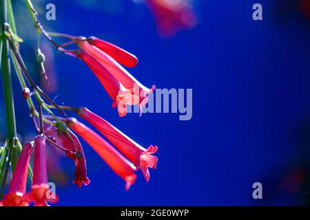 Bella rosso vigili del fuoco fiori di felce in una giornata di sole, di fronte a sfondo blu Egeo. Foto Stock