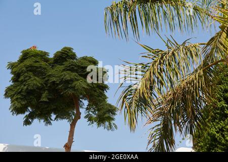 Albero di acacia in egitto presso il resort sulla spiaggia. Acacia nei tropici contro il cielo blu Foto Stock