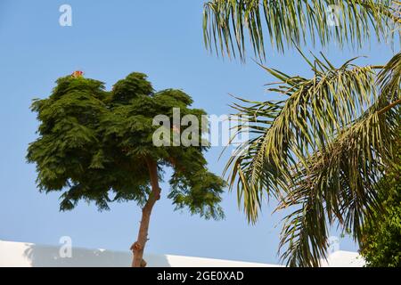 Palmi di data. Palme sulla costa della penisola del Sinai. Palma da dattero in Egitto. Foto Stock