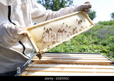 Apicoltore che tiene nido d'ape pieno di api closeup. Concetto di apicoltura agricola Foto Stock