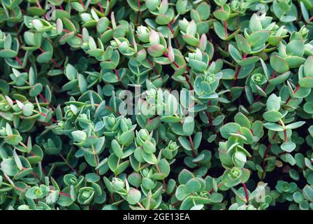 Sedum ewersii - pianta di stonecrop per natura verde fondo botanico Foto Stock