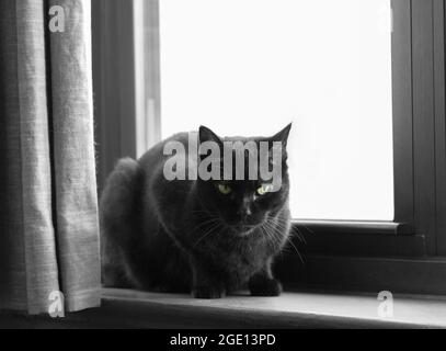 un gatto nero con gli occhi verdi guarda direttamente la fotocamera mentre si siede su un davanzale di fronte a una finestra, copia spazio Foto Stock