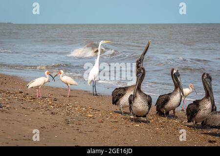 I Pellicani marroni (Pelecanus occidentalis), l'American White Ibis (Eudocimus albus) e il Grande Egret (Ardea alba) sono a piedi vicino al Seashore i Foto Stock