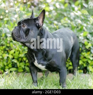 8-months-Old Bulldog nero francese in piedi su erba e guardando via. Parco per cani fuori dal guinzaglio nel nord della California. Foto Stock