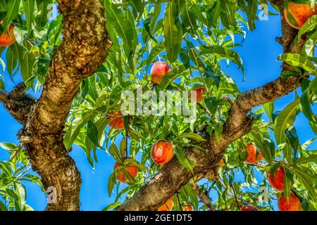 Le pesche pendono dalle filiali al Chiles Peach Orchard e Farm Market fuori Charlottesville a Crozet, Virginia. Foto Stock