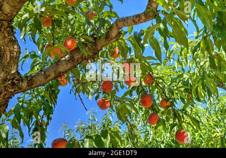 Le pesche pendono dalle filiali al Chiles Peach Orchard e Farm Market fuori Charlottesville a Crozet, Virginia. Foto Stock