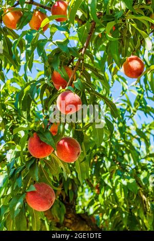 Le pesche pendono dalle filiali al Chiles Peach Orchard e Farm Market fuori Charlottesville a Crozet, Virginia. Foto Stock