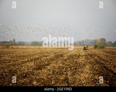 Trattore vecchio che lavora sul campo agricolo Foto Stock
