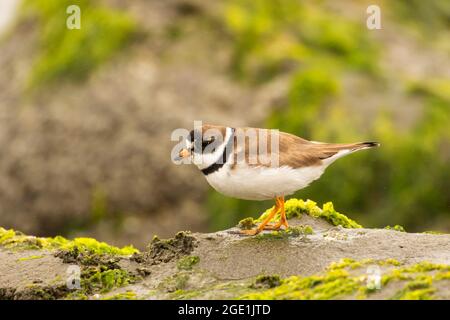 Semipalmate (Charadrius semipalmatus), Point St. George Heritage Area, Crescent City, California Foto Stock