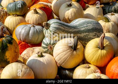 Mucchio di zucche colorate e zucche in vendita in autunno Foto Stock