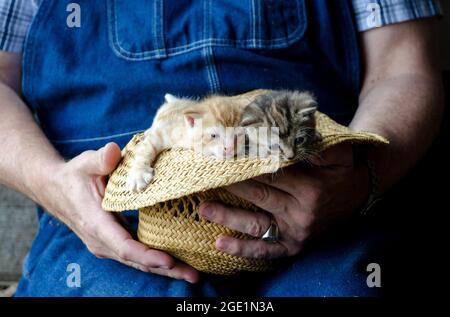 Coltivatore tiene un cappello di paglia pieno di gattini dormienti Foto Stock