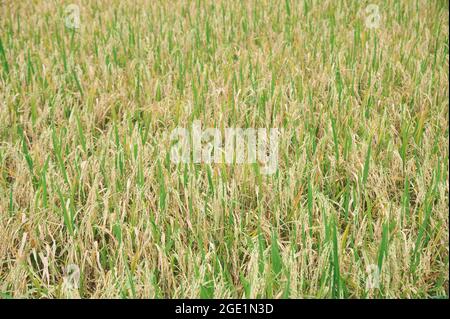 campo di riso d'oro al sole d'oro nel pomeriggio Foto Stock