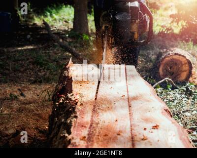 Il grande ceppo, gli alberi stanno tagliando con la vecchia motosega da lumberjack lavoratore, segatura che vola intorno. Motosega in movimento che taglia legno. Foto Stock