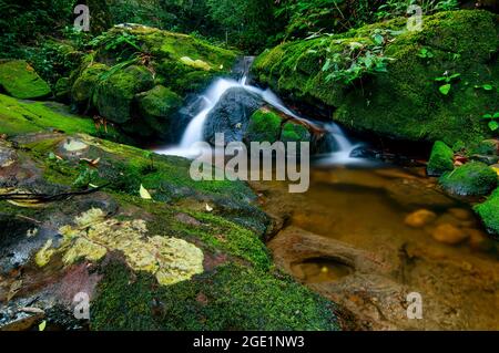 piccolo ruscello colorato nella foresta pluviale profonda in stagione piovosa Foto Stock