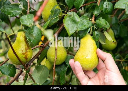 La mano del contadino tiene una pera. Giardinaggio. Un giardiniere umano controlla la maturazione delle pere su un albero. La mano di un uomo raccoglie una frutta fresca. Foto Stock