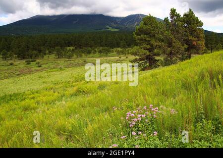 HART Prairie, San Francisco Peaks Foto Stock