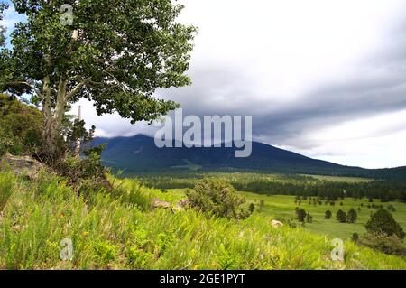 HART Prairie, San Francisco Peaks Foto Stock