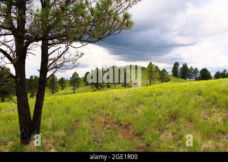 HART Prairie, San Francisco Peaks Foto Stock