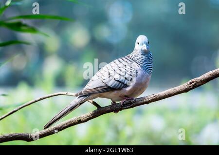 Australian Peaceful dove (Geopelia placida) a riposo su un ramo di albero. Foto Stock