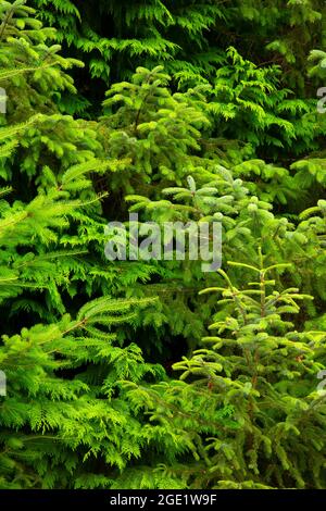 Evergreens lungo Myrtlewood Grove Nature Trail, Bandon Marsh National Wildlife Refuge, Ni-les'tun Unit, Oregon Foto Stock