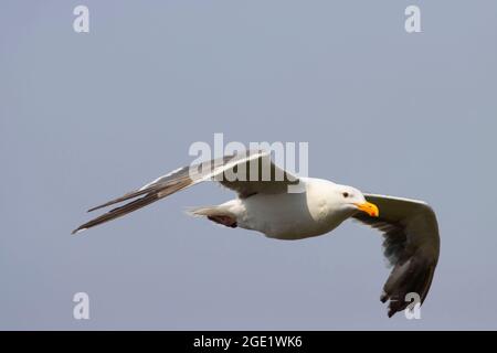 Gull in volo, Oregon Islands National Wildlife Refuge-Coquille Point Unit, Bandon, Oregon Foto Stock