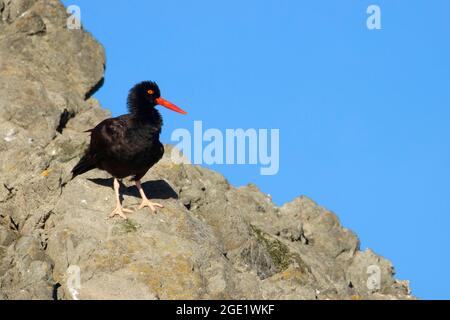 Black Oystercatcher (Haematopus bachmani), Oregon Islands National Wildlife Refuge-Coquille Point Unit, Bandon, Oregon Foto Stock