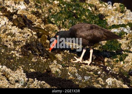 Black Oystercatcher (Haematopus bachmani), Oregon Islands National Wildlife Refuge-Coquille Point Unit, Bandon, Oregon Foto Stock