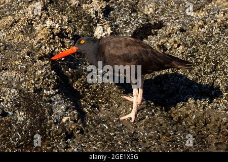 Black Oystercatcher (Haematopus bachmani), Oregon Islands National Wildlife Refuge-Coquille Point Unit, Bandon, Oregon Foto Stock