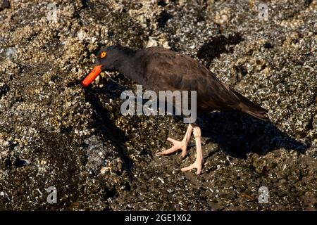 Black Oystercatcher (Haematopus bachmani), Oregon Islands National Wildlife Refuge-Coquille Point Unit, Bandon, Oregon Foto Stock