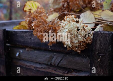 Idrangea asciutta in buca di composto. Vecchi rami tagliati e steli di piante giacenti in scatola per rifiuti verdi organici del giardino dopo aver lavorato nel giardino d'autunno Foto Stock