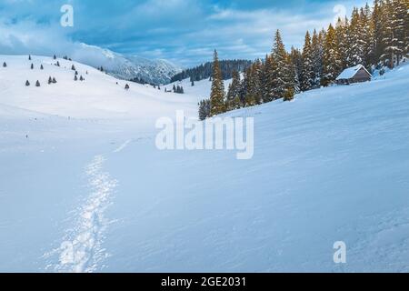 Favoloso paesaggio invernale con alberi di pino innevati e foreste nella bella natura selvaggia, Carpazi, Romania, Europa Foto Stock