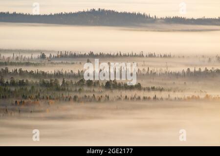 Nebbia che copre il paesaggio della foresta di taiga al mattino nella natura finlandese, Nord Europa Foto Stock