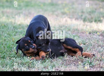 puppies staffordshire bull terrier e rottweiler giocare in un giardino Foto Stock