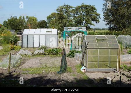 Giardino olandese di assegnazione con serre vicino a un villaggio e prati in estate. Agosto, Paesi Bassi. Foto Stock